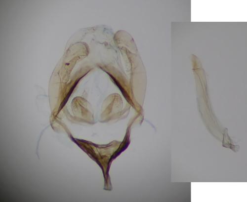Réf. 297 882 : Rebelia plumella